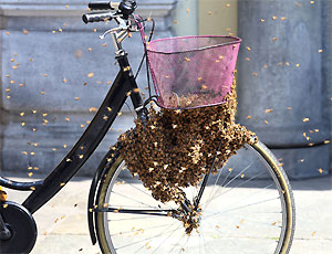 Foto Api by La Stampa