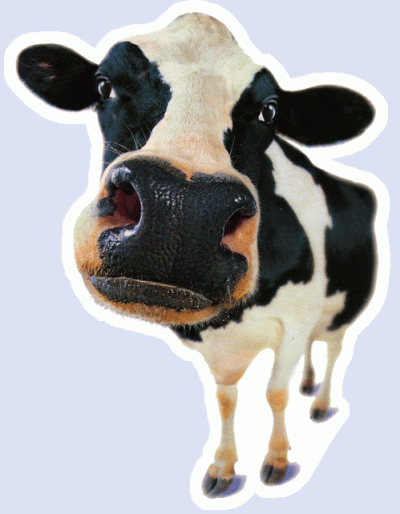 Mucca preoccupata