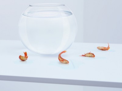 fishflop